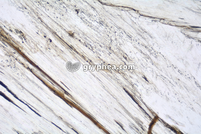 Gypse LPNA x10 - gryphea.com